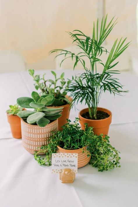 Clay Pot Wedding Centerpieces, Party Decorations With Plants, Potted Plants For Wedding Decor, Herbs Wedding Centerpieces, Wedding Plant Decor, Potted Plants Table Decor, Houseplant Wedding Table Decor, Potted Herb Centerpieces, Wedding Table Plants