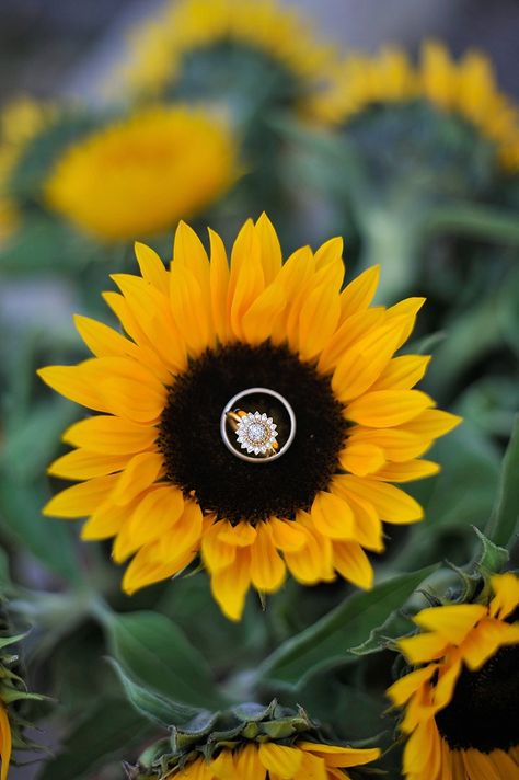 Sunflower wedding decorations