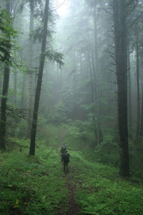 Tracking bears, early morning in the east Carpathian forests of Transylvania. Misty Moors, Hiking Recipes, Carpathian Forest, Forest Journal, Forest Therapy, Bahasa Jepun, Snow Wolf, Paradise City, Mystical Forest