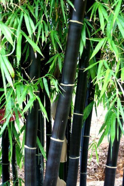 Phyllostachys Nigra, Bamboo Seeds, Bamboo Trees, Gothic Garden, Bamboo Garden, Black Garden, Black Bamboo, Unusual Plants, Bamboo Plants