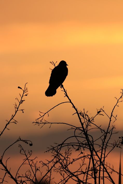 Bird Silhouette Photography, Shiloette Ideas Art, Silhouette Landscape Photography, Siloute Paintings, Creative Silhouette Photography, Silouttes Photography, Sunset Silhouette Photography, Silhouette Photography Nature, Silhouette Photography Aesthetic