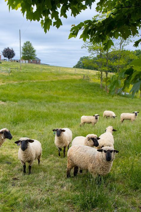 Sheep In Meadow, Sheep Grazing Fields, Sheep Photos, Sheep Wallpaper, Sheep Pictures, Suffolk Sheep, Sheep Paintings, Sheep Art, Animals Photography