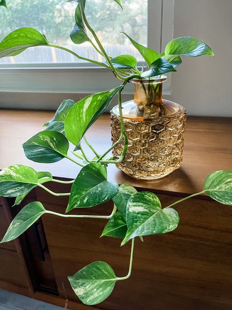 Types Of Hanging Plants, Pothos Indoor, Pothos Plant Decor, Plant Aesthetics, Pothos In Water, Plants Grown In Water, Plant Centerpieces, Plant In Glass, Indoor Plants Styling