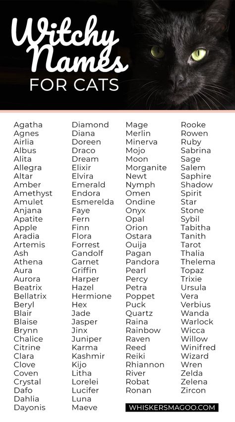 Witchy Names, Black Cat Names, Names For Cats, Witch Names, Cute Cat Names, Witchy Cat, Best Character Names, Fantasy Names, Aesthetic Names