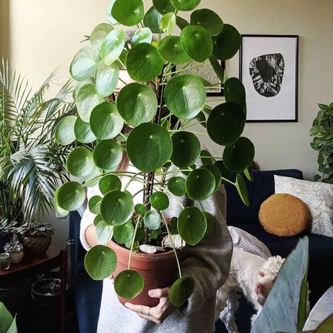 100 Indoor No Fuss Drought-Tolerant Plants that are Unkillable – Planted Shack Plant Goals, Chinese Money Plant, Living Room Plants, Inside Plants, Diy Plant Stand, House Plants Decor, Drought Tolerant Plants, Cactus Y Suculentas, House Plants Indoor