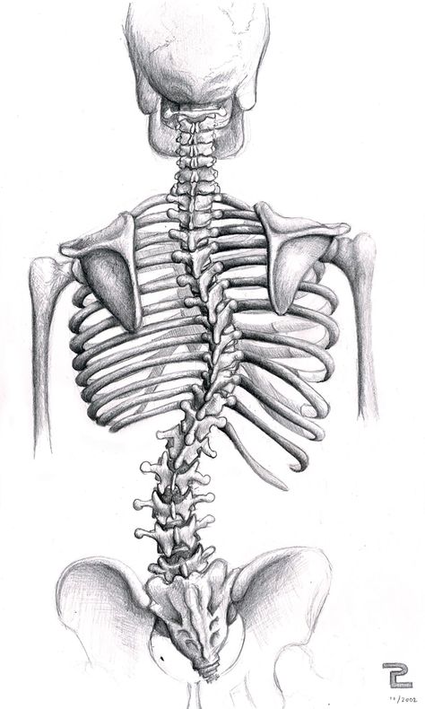 Navigate the vibrant world of medical illustration, where art & science converge to enhance healthcare education and communication. Dive in with us! Straighten Your Back, Study Sketches, Lumbar Vertebrae, Study Anatomy, Types Of Braces, Medical Drawings, Skeleton Drawings, Human Anatomy Art, Blood Art