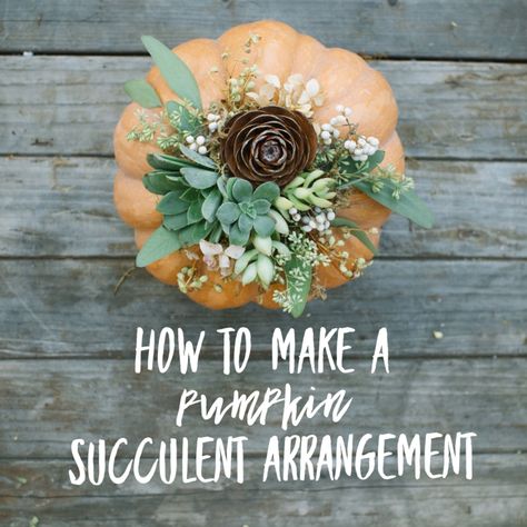 How To Make a Succulent Pumpkin Arrangement — Poppie Lady Succulent Pumpkin Arrangements, Pumpkins With Succulents On Top, Diy Mouse, Pumpkin Flowers, Succulent Diy, Pumpkin Floral Arrangements, Succulent Pumpkin, Pumpkin Arrangements, Succulent Centerpieces