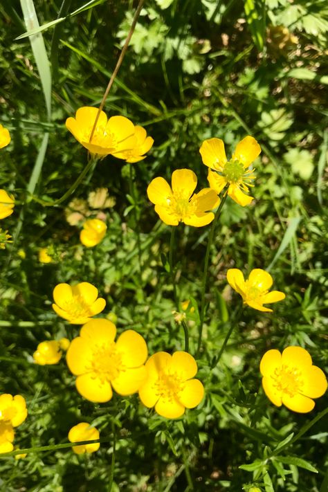 Yellow buttercup flowers in the sun. Buttercup Flowers Tattoo, Pretty Weeds Flowers, Tiny Yellow Flowers, Buttercups Flowers Aesthetic, Yellow Buttercup Flowers, Buttercup Aesthetic Flower, Buttercup Flower Aesthetic, Buttercups Aesthetic, Buttercups Flower