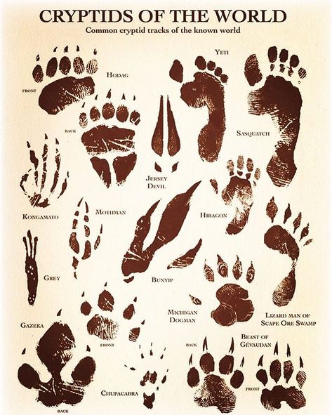 Im kind of obsessed with this at the moment. #cryptozoology #footprints #iwanttobelieve Myths & Monsters, Mythical Monsters, World Mythology, Legends And Myths, Urban Legends, Mythical Creatures Art, Mythological Creatures, Creature Concept, Magical Creatures