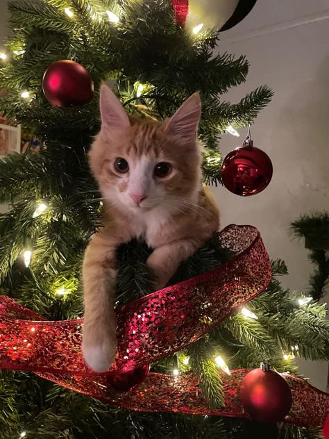 Cats In Christmas Trees, Merry Christmas Cat, Christmas Dreaming, Cat Christmas Tree, Christmas Kitten, Winter Cat, Hilarious Photos, Cat Holidays, Modern Cat