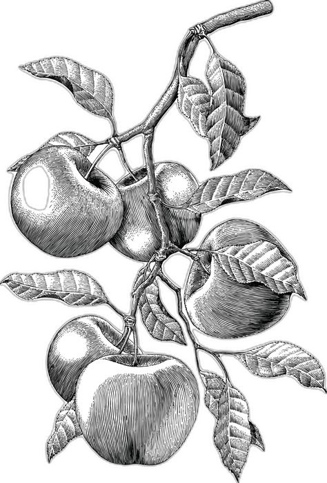 Botanical Pencil Drawings, Botanical Ink Drawing, Apple Tree Tattoo, Apple Tree Sketch, Pen Art Drawings, Engraving Illustration, Fruit Illustration, Arte Inspo, Botanical Drawings