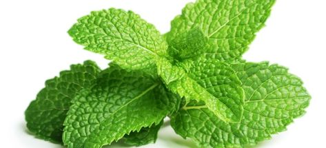 Mint is the herb of hospitality. It is an herb rich in history and folklore. The legend behind mint is that when Persephone found out that the god Pluto was in love with a beautiful nymph named Minthe, she turned Minthe into a lowly plant. Although Pluto couldn't undo the spell, he made it so that when Minthe was stepped upon, it would exude a pleasant odor. The word Minthe changed to Mentha, and became the genus name Mint. Peppermint Plants, List Of Essential Oils, Essential Oils For Pain, Flavored Oils, Organic Produce, Best Essential Oils, Peppermint Essential Oil, Mint Leaves, Fresh Mint