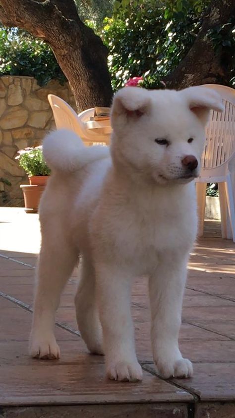 akita inu Akita Dog Japanese, White Akita, Dog Akita, Akita Inu Dog, Akita Inu Puppy, Akita Puppy, Japanese Dog Breeds, Japanese Akita, Akita Puppies