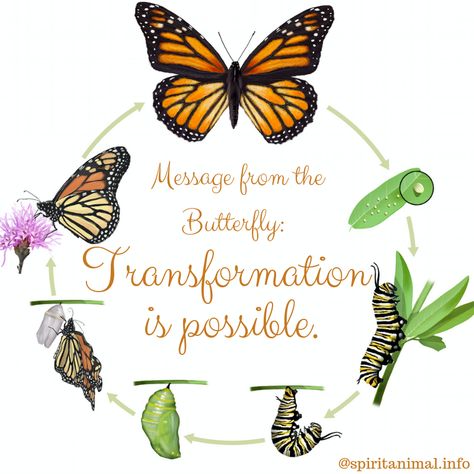 Message from the Butterfly Butterfly Stages, Maya Angelou Quotes Strength, Monarch Butterfly Life Cycle, Butterfly Spirit Animal, Butterfly Transformation, Borboleta Tattoo, Spirit Animal Totem, Toddler Classroom, Butterfly Quotes