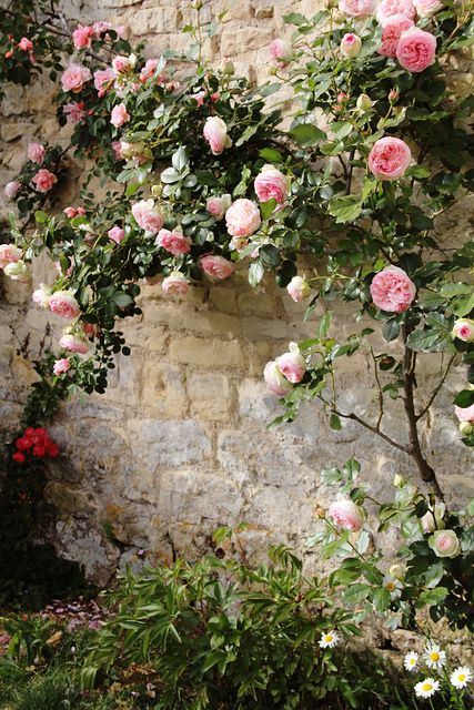 Photo by Gabriella Hileman in Normandy, France. Vines And Flowers, Rose House, Rose Belle, نباتات منزلية, Colorful Roses, Climbing Roses, Rose Cottage, English Roses, Garden Cottage