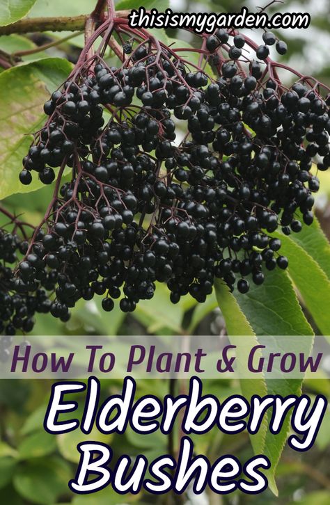 Growing Elderberries, Elderberry Cuttings, Elderberry Growing, Elderberry Tree, Elderberry Plant, Elderberry Bush, Berry Garden, Fruit Bushes, Berry Bushes