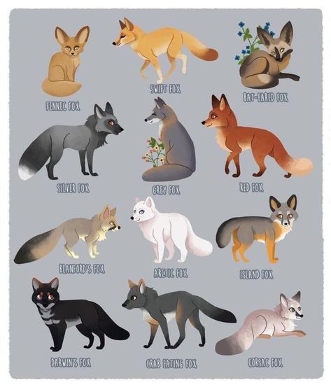 Different Types Of Foxes, Types Of Foxes, Fox Breeds, Fox Oc, Fox Therian, Fox Artwork, Fox Drawing, Kitsune Fox, Fox Pictures