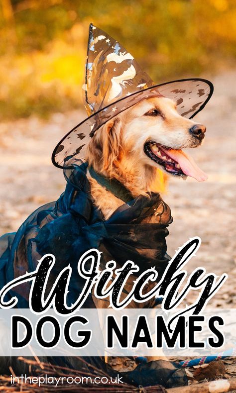 Witchy Dog Names for Your Halloween Pup - In The Playroom Witchy Pet Names, Witchy Dog Names, Clever Dog Names, Witchy Names, Black Dog Names, Mystical Names, Witch Names, Girl Dog Names, Halloween Names