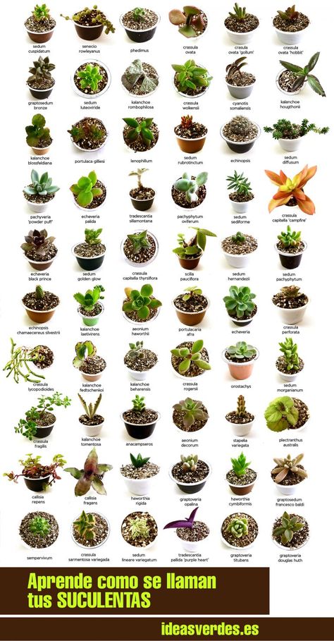 Me He Comprado Una Suculenta Y No Se Como Se Llama - Ideas Verdes Succulent Outdoor, Types Of Succulents Plants, Kaktus Dan Sukulen, نباتات منزلية, Succulent Garden Diy, Propagating Succulents, Types Of Succulents, Garden Types, Succulent Gardening