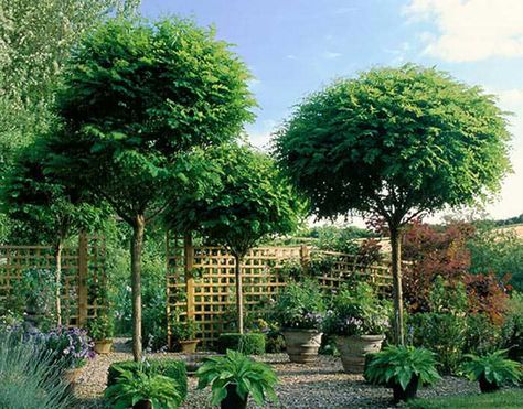 Best Deciduous and Evergreen Single Stem Trees for Small Gardens Small Garden Trees Ideas, Small Evergreen Trees Landscaping Ideas, Tree In Small Garden, Trees In Courtyard, Small Garden Privacy, Trees For Privacy Backyards Small Spaces, Ornamental Evergreen Trees Front Yards, Potted Evergreen Trees, Front Garden Trees