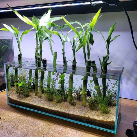 Benefits of Lucky Bamboo to Your Fish Tank Lucky Bamboo Aquascape, Bamboo Beta Fish Tank, Fish Tank Plants Ideas, Lucky Bamboo Aquarium, Water Grass Fish Tank, Betta Planted Tank, Bamboo Terrarium, Bamboo Fish Tank, Guppy Tank Ideas