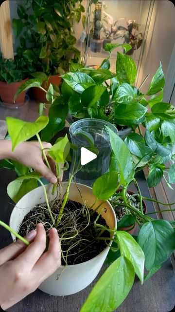 Indoor Pothos Plants, Golden Pathos, Pothos Propagation, Propagate Pothos, Pathos Plant, Pothos In Water, Pothos Plant Care, Water Propagation, Plant In Glass