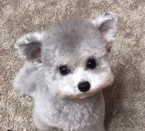 Gray Poodle, Poodle Doodle, Teacup Poodles, Miniature Poodles, Cat Illnesses, Loose Leash Walking, Silver Poodle, Toy Poodles, Tea Cup Poodle