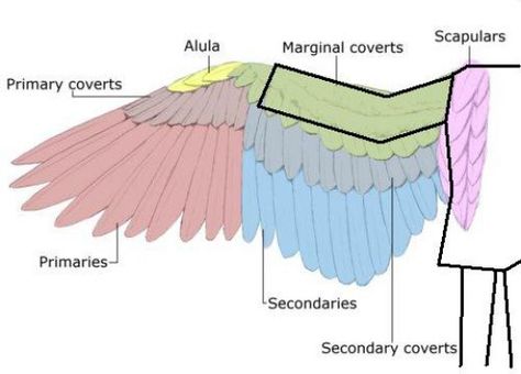 How to Make Life-Size Paper Wings Wing Anatomy, Cosplay Wings, Diy Wings, Paper Wings, Wings Drawing, Wings Art, Bird Wings, Feather Wings, Wings Costume