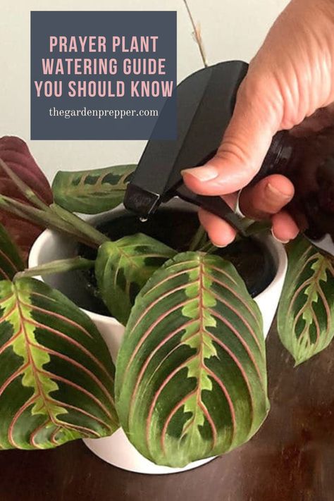 prayer plant watering Plant Watering Guide, Prayer Plant Care, Calathea Plant, Plant Watering, Plant Care Houseplant, Plant Tattoo, Prayer Plant, Inside Plants, Growing Plants Indoors