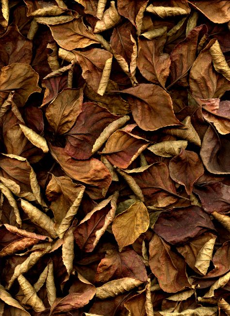 52626 Stewartia pseudocamellia | by horticultural art Stewartia Pseudocamellia, Plants Photography, Trendy Plants, Leaf Photography, Brown Leaves, Leaf Texture, Plant Photography, Plant Aesthetic, Dry Leaf