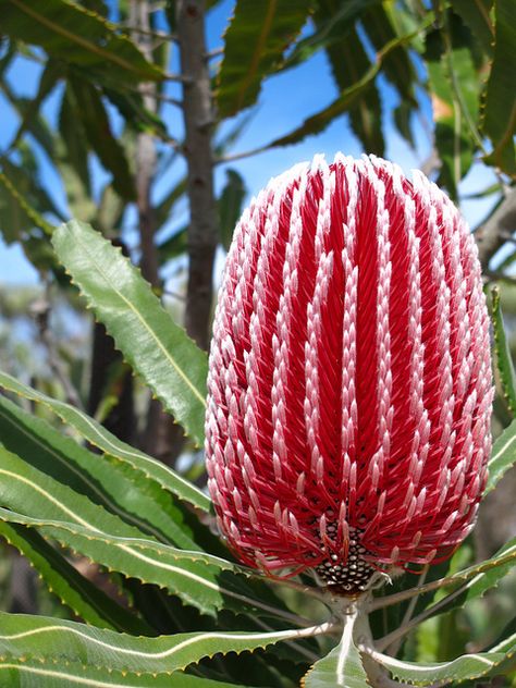 bankisa flower | Recent Photos The Commons 20under20 Galleries World Map App Garden ... Banksia Flower, Water Wise Plants, Australian Trees, Australian Native Garden, Australian Wildflowers, Protea Flower, Australian Flowers, Australian Natives, Australian Native Flowers