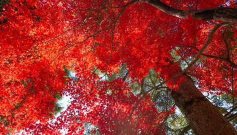 Pros & Cons of Red Maple Trees. One of the most abundant trees in America's forests, red maple (Acer rubrum) makes a statement in the garden with its big canopy of wide, hand-shaped leaves. Growing in U.S. Department of Agriculture plant hardiness zones 3 through 9, red maple's intense fall color brightens ... Red Maple Tree Landscaping, Red Sunset Maple, Maple Tree Landscape, Acer Rubrum, Red Maple Tree, Wisteria Tree, Red Autumn, Maple Trees, Live Tree