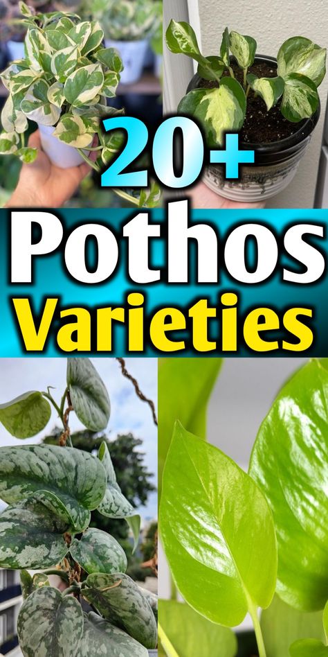 Pothos varieties with names and pictures Different Types Of Pothos, Pink Pothos Plant, Different Pothos Plants, Rare Pothos Varieties, Pothos Plant Types, Hawaiian Pothos Plant, Large Pothos Plant, Pathos Varieties, Pothos Plant Varieties