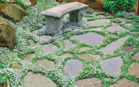 Blue Star Creeper, Lysimachia Nummularia, Garden Pavers, Flagstone Path, Garden Stepping Stones, Stone Walkway, Stone Pathway, Garden Steps, Ground Cover Plants