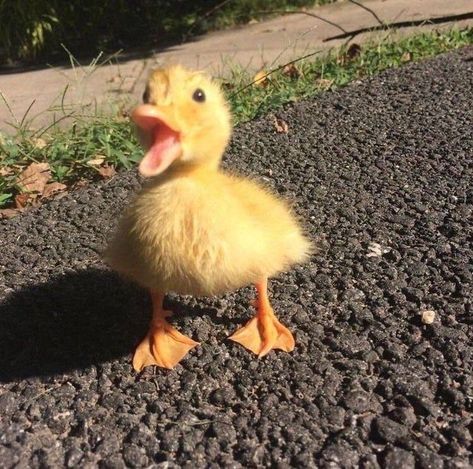 Pet Ducks, Cute Ducklings, Baby Farm Animals, Cute Small Animals, Cute Animals Puppies, Funny Animal Photos, Super Cute Animals, Pretty Animals, Cute Animals Images