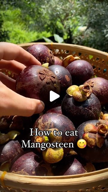 Good Hill Farms on Instagram: "Mangosteen - a tropical fruit with the perfect balance between sweet and sour flavor 🤌🏼

The fruit is know for:

1️⃣ Being highly nutritious and low in calories
2️⃣ Having anti-inflammatory properties
3️⃣ Promoting weight loss
4️⃣ Helping to maintain a healthy skin

Now that you already know how to eat it, place your order with us 😍

We deliver all over the US, right to your doorstep 🇺🇸

Get your box now - link in bio ⬆️

#mangosteen #healthyliving #fruitbowl #fruitsalad #fruitarian #fruitlovers" Mangosteen Recipe, Mangosteen Fruit, Picnic Vibes, Being High, Healthier Recipes, Exotic Fruit, Sweet And Sour, Tropical Fruit, The Fruit