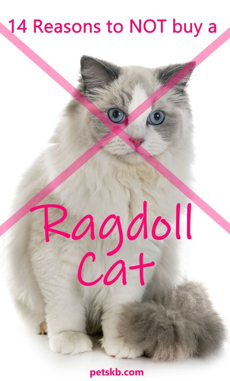 Ragdoll Cats, Ragdoll Cat Names, Ragdoll Cats For Sale, Gato Ragdoll, Katt Diy, Cat Projects, Rare Cats, Cat Tattoo Designs, Cat Info