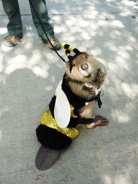 42 Pictures That Will Make You Almost Too Happy Bee Costume, Halloween Bracelet, Halloween Giveaway, Free Halloween, Pet Costumes, Giveaway Contest, Cute Creatures, 귀여운 동물, Cuteness Overload