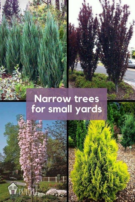 Trees For Small Yards, Narrow Trees, Tv Setup, Cheap Landscaping Ideas, Backyard Trees, Landscaping Trees, Small Yards, Privacy Landscaping, Purple Door