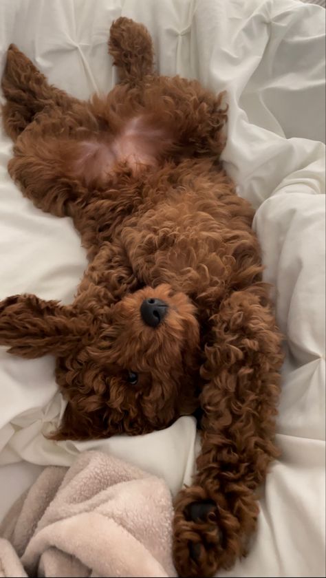 Cute puppy Cavoodle Puppies, Happy Pics, Dream Puppy, Morning Stretch, Smartest Dog Breeds, Mini Goldendoodle Puppies, Cute Small Dogs, Puppy Mom, Dog Mommy