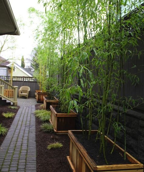 Landscaping with Bamboo - Planters near the entry to replace removed pine. Simple Pergola, Growing Bamboo, Privacy Landscaping, نباتات منزلية, Outdoor Screens, Garden Privacy, Backyard Privacy, Bamboo Garden, Fence Landscaping