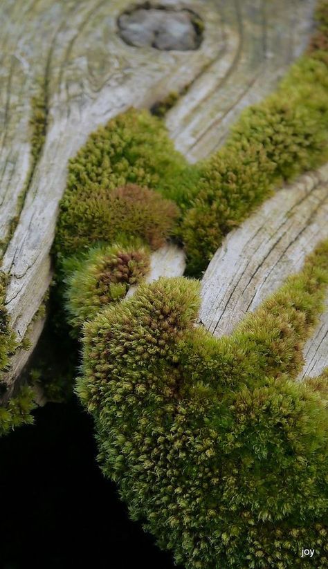 Moss Growing, Lichen Moss, Moss Garden, Garden Cottage, Alam Yang Indah, Land Scape, Natural World, Secret Garden, Mother Nature