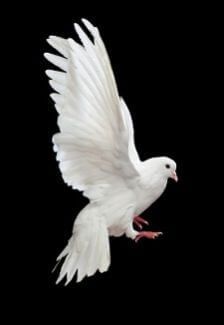 Paloma Tattoo, Dove Wings, Dove Flying, Dove Images, White Pigeon, Dove Pigeon, Turtle Doves, Dove Pictures, Angel Artwork