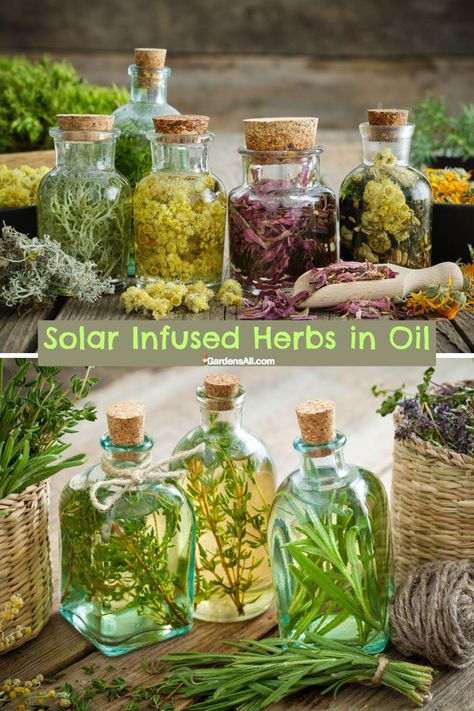 Solar Infused Herbs in Oil How To Make Infused Oils, Infused Cooking Oils, Herbalistic Medicine, Homemade Rosemary Oil, Container Herbs, Rosemary Infused Oil, Herbs In Oil, Herbal Oil Recipes, Herb Packaging