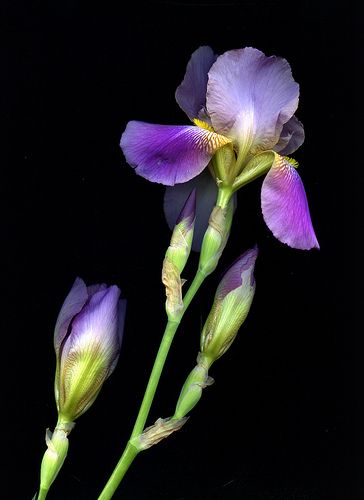 Iris Plant, Iris Photography, Flower Mural, Iris Painting, Purple Iris, Floral Photography, Iris Flowers, Sugar Flowers, Irises