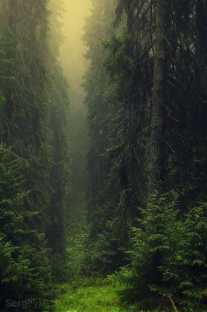 dark misty forest | dark misty forest and light between the … | Sergey IT | Flickr Dense Forest Aesthetic, Dark Naturalism Aesthetic, Carpathian Forest, Dark Naturalism, Dense Forest, Dark Green Aesthetic, Misty Forest, August 11, Into The Woods