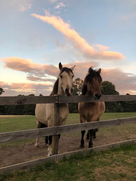 Country Animals Aesthetic, Pet Horse Aesthetic, My Animal Aesthetic, Horses On A Farm, Farm With Horses, Cool Horse Pictures, Animals In Nature Aesthetic, Horses On Farm, Horse Vision Board