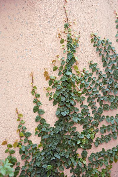 Plant Climbers, Wall Climbing Plants, Creepers Plants, Creeping Vines, Climber Plants, Ficus Pumila, Hedera Helix, Garden Vines, Australian Plants