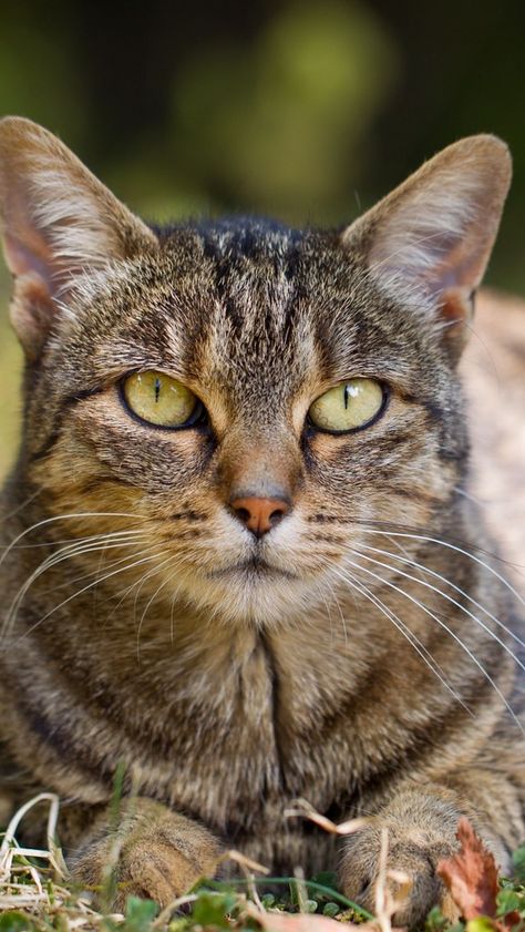 Tabby Cats, Cat Grass, Leaves Autumn, Striped Cat, Cute Cats And Kittens, Cat Portraits, Beautiful Cat, Pretty Cats, Tabby Cat