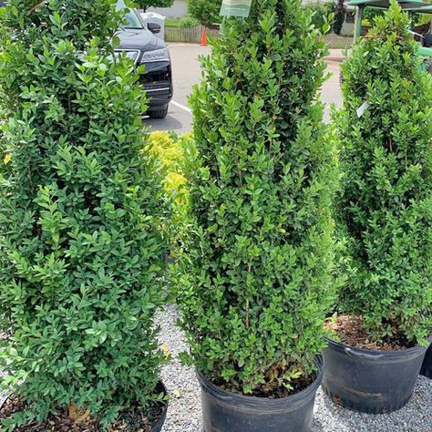 The Green Tower® Boxwood is an amazing, slender and upright variety of the American boxwood, that is perfect for tall but narrow hedges in limited spaces, or American Boxwood, Green Tower, Box Wood Shrub, Boxwood Plant, Privacy Trees, Foundation Planting, Front House, Wood Patio, Yard Landscaping